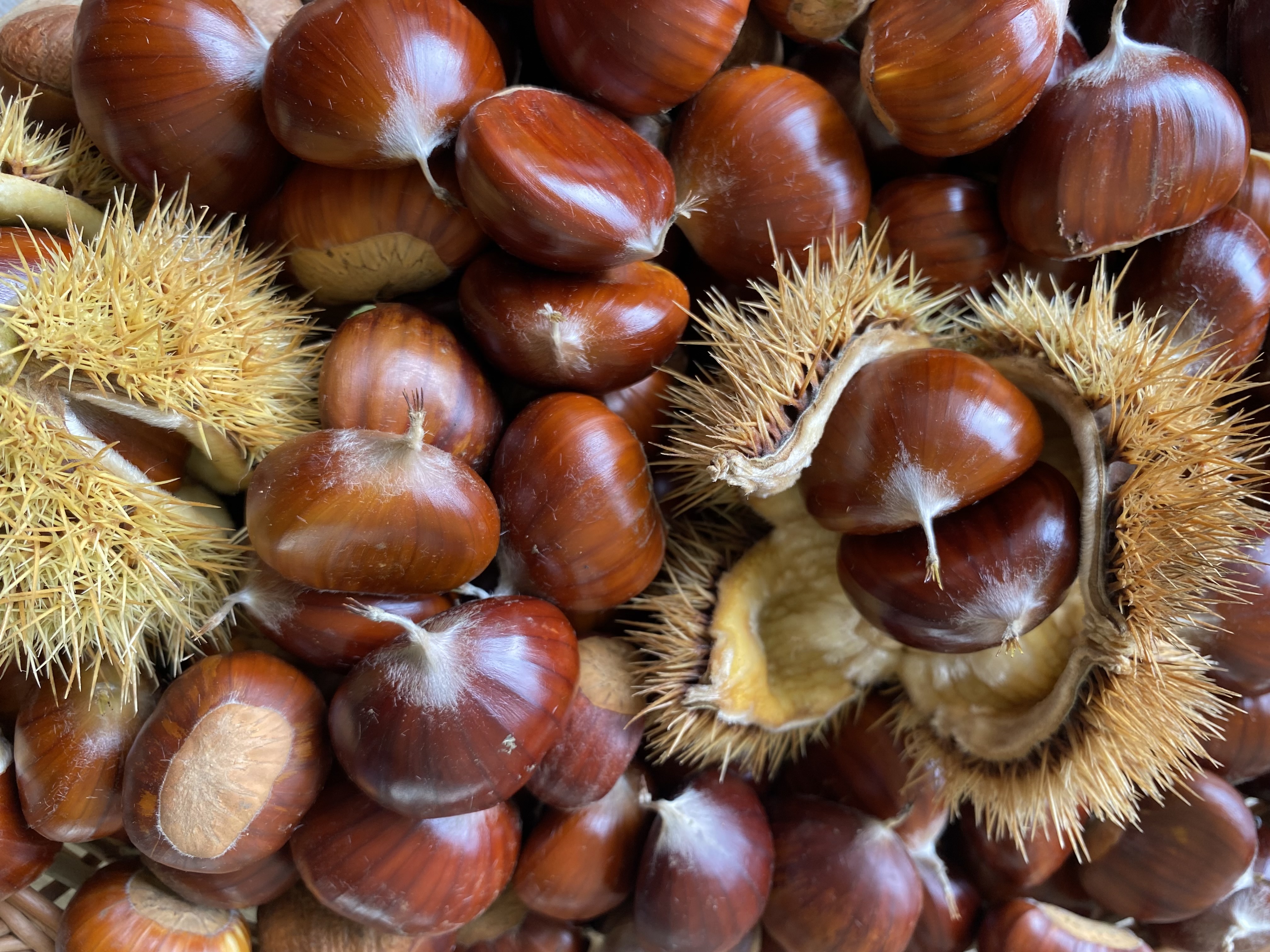 Castaños